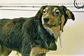 Unul din câinii lui Ivan Pavlov, Muzeul Pavlov, 2005