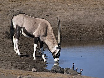 Oryx gazelle (Oryx gazella) s'abreuvant en compagnie de pintades de Numidie (Numida meleagris) dans le Parc national d'Etosha, en Namibie. (définition réelle 2 600 × 1 950)