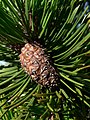 Pinus contorta