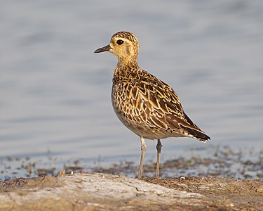 Pacific golden plover, by JJ Harrison