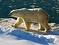 Isbjørn i Manitoba.