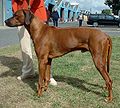 Rhodesian Ridgeback