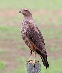 Savanna hawk, by Charlesjsharp