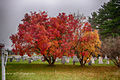 Podzimní zbarvení ruje americké