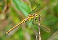 * Nomination Common Darter. --Quartl 19:09, 6 August 2010 (UTC) * Promotion Very good. --Johannes Robalotoff 15:51, 8 August 2010 (UTC)