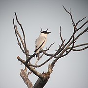 Tityra inquisitor Titira capirotada Black-crowned Tityra (male) (6989926999).jpg