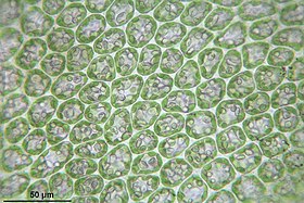Tritomaria quinquedentata laminacellen met chloroplasten en olielichaampjes, collenchymatische hoekverdikkingen van celwanden
