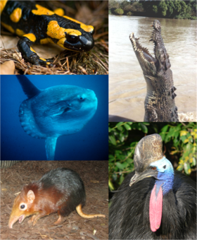 Viisi eri selkärankaista lajia: tulisalamanteri (Amphibia), suistokrokotiili (Reptilia), kypäräkasuaari (Aves), tummajättiläishyppypäästäinen (Mammalia) ja möhkäkala (Actinopterygii).