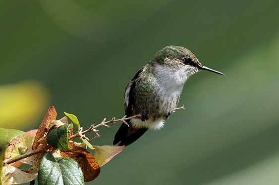 Vervain hummingbird (created and nominated by Charlesjsharp)