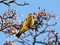 Image 27Western tanager which popped up in NYC, far from its usual range