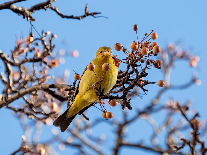 Western tanager in Chelsea, NY