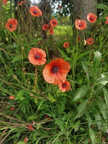 Wild poppy in Mazandaran, Iran