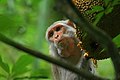 Image 65The Rhesus Macaque (Macaca mulatta) is one of the best-known species of Old World monkeys native in Bangladesh. The pictured macaque is seen eating from a jackfruit at Lawachara National Park, Moulvibazar. Photo Credit: Syedabbas321