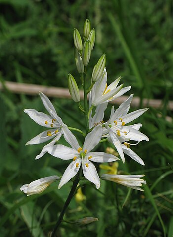 Anthericum liliago