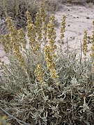 Artemisia cana inflorescences-10-6-04.jpg