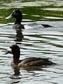 Female and male, Ridgefield National Wildlife Refuge