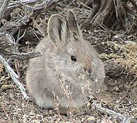 Brachylagus Idahoensis Pygmy rabbit