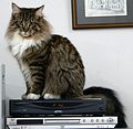 Maine Coon cat 2