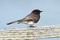 25 Black Phoebe at Las Gallinas Wildlife Ponds uploaded by Frank Schulenburg, nominated by Frank Schulenburg