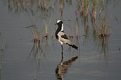 En el delta del Okavango (Botsuana).