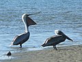 Brown Pelicans