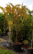Brya Ebenus (Jamaican Rain Tree, Jamaican Ebony) (28800700421).jpg