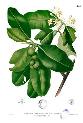 Calophyllaceae