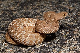 Crotalus ruber 130882843.jpg