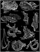 Cyanobacterial microfossils.jpg