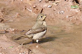 Double-collared Seedeater (female) (4302343253).jpg