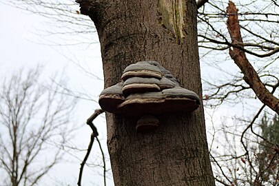 Echte tonderzwam (Fomes fomentarius)