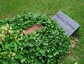 His grave at Friedhof Columbiadamm, Berlin