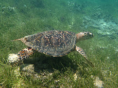 Tortue imbriquée