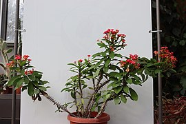 Euphorbia milii - Ботаничка градина Скопје (1).jpg