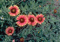 firewheel (Gaillardia pulchella)