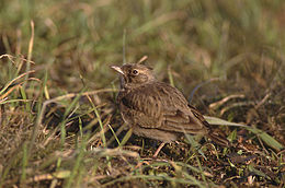 Kuoduotasis vieversys (Galerida cristata)