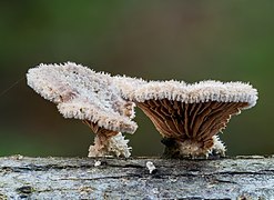 Schizophyllum commune vers Bamberg en Allemagne.