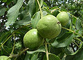 Unripe fruit