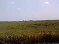 Wheat field outside Temerin