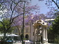 Jacaranda in a square in Lisbon, Portugal