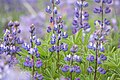 Lupinus latifolius