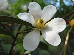 Magnolia laevifolia.jpg