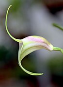 Masdevallia reichenbachiana