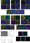 Phenotypic analysis of in vitro expanding thymic stromal cells.webp