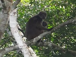 Piliocolobus oustaleti