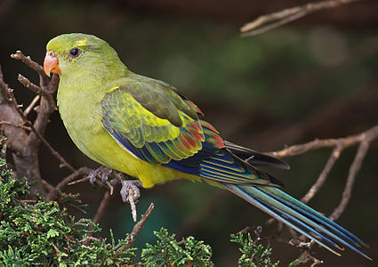 Regent parrot, by JJ Harrison (edited by Diliff)