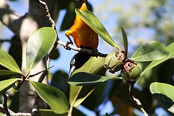 Venezuelan troupial (Icterus icterus)