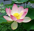 Кветка лотаса Nelumbo nucifera