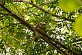 * Nomination Spotted Owlet at Kakrala, Samrala, Punjab --Satdeep Gill 17:21, 21 July 2017 (UTC) * Decline What are the two yellow things on the right? Suggest cropping them out and keep the owl in the center. PumpkinSky 19:15, 21 July 2017 (UTC)  Not done and blown background. PumpkinSky 11:40, 29 July 2017 (UTC)