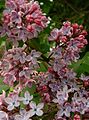 Syringa vulgaris, détail de l'inflorescence